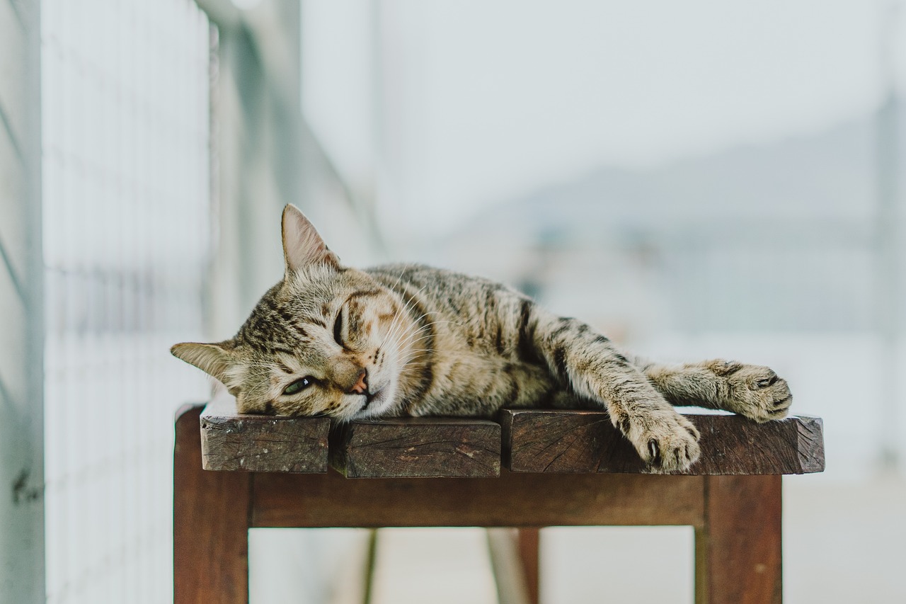 How to Create a Comfortable Environment for Aging Pets